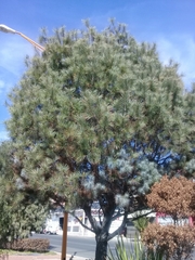 Pinus maximartinezii