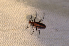 Pyrota tenuicostatis