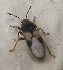 Blissus leucopterus