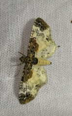 Eupithecia breviculata