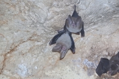 Common Big-Eared Bat photo 3