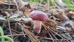 Russula sardonia