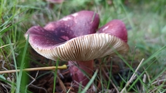 Russula sardonia