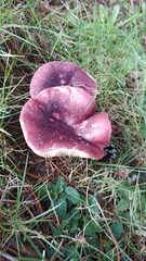 Russula sardonia