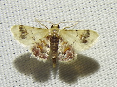Idaea asceta