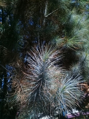 Pinus maximartinezii