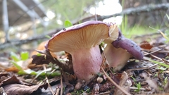 Russula sardonia