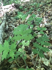 Hydrophyllum macrophyllum