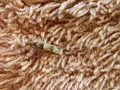 Crocidosema plebejana