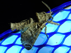 Inguromorpha arcifera