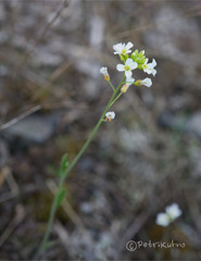 Arabidopsis suecica
