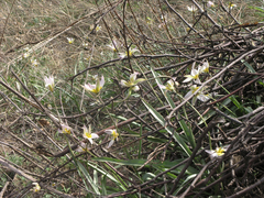 Tulipa patens
