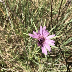 Tragopogon eriospermus