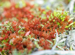 Ptychostomum pallens