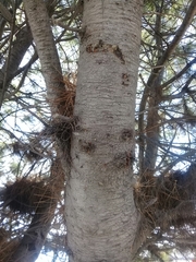 Pinus maximartinezii
