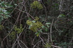 Heteromorpha