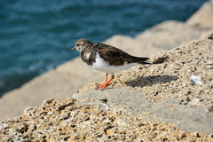 Arenaria interpres
