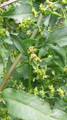 Rumex