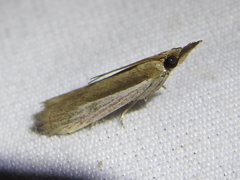 Tampa dimediatella