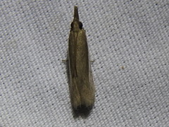 Tampa dimediatella