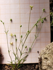 Sagina micropetala