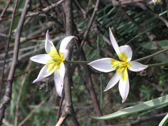 Tulipa patens