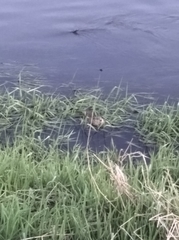 Ondatra zibethicus