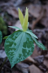 Trillium luteum
