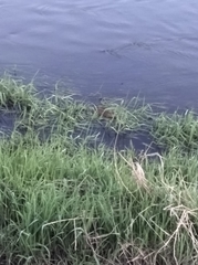 Ondatra zibethicus