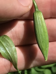 Lilium columbianum
