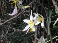 Tulipa patens