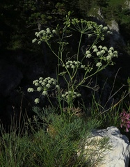 Seseli austriacum