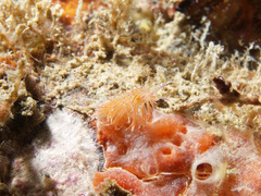 Unidentia aliciae