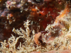 Unidentia aliciae