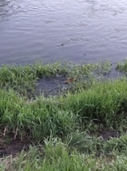 Ondatra zibethicus