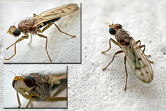 Opomyza florum