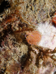 Unidentia aliciae