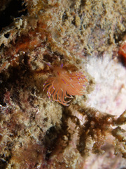 Unidentia aliciae