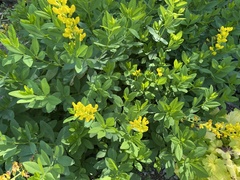 Sophoreae
