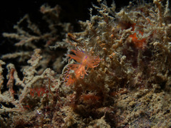 Unidentia aliciae