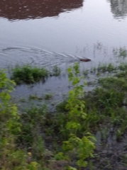 Ondatra zibethicus