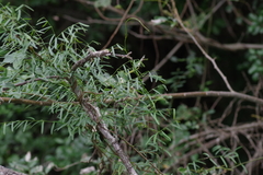 Secamone filiformis