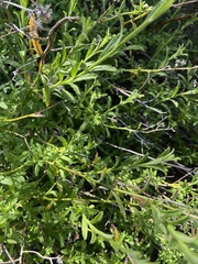 Baccharis plummerae