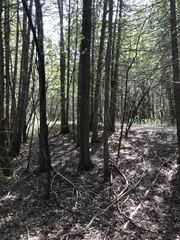 Rosellinia subsimilis