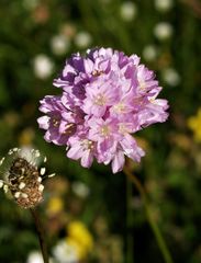 Armeria canescens
