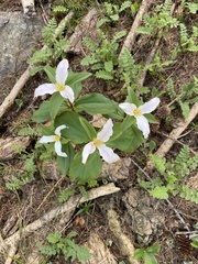 Callipetalon