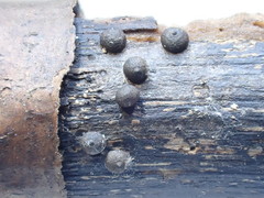 Rosellinia subsimilis