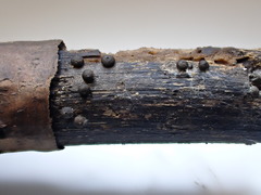 Rosellinia subsimilis