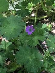 Geranium molle