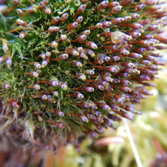 Tetraplodon angustatus